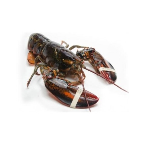 Lobster Canada 400-550 gr.