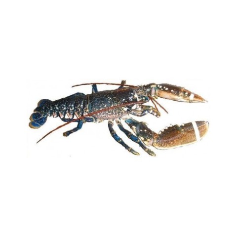 Blue Lobster 600-800 gr.